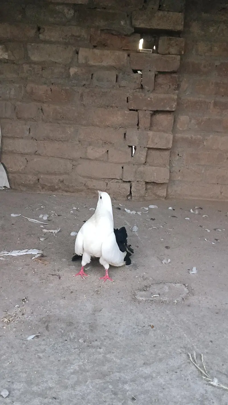 black tail pigeon male — photo 3