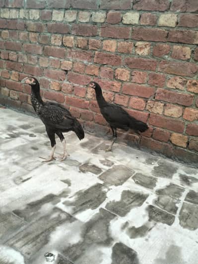 Healthy 7 Months Aseel Chickens For Sale murghy/ mughiyan