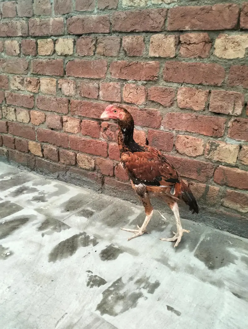 Healthy 7 Months Aseel Chickens For Sale murghy/ mughiyan — photo 2