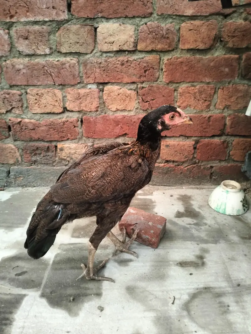 Healthy 7 Months Aseel Chickens For Sale murghy/ mughiyan — photo 3