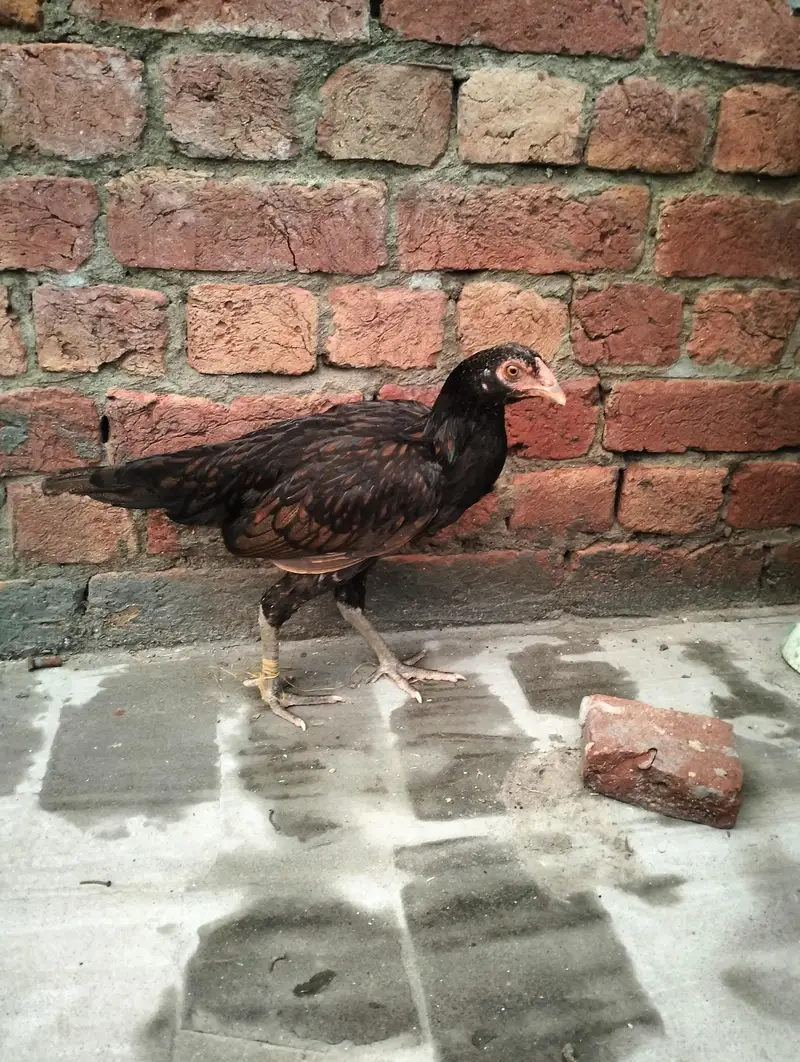 Healthy 7 Months Aseel Chickens For Sale murghy/ mughiyan — photo 4