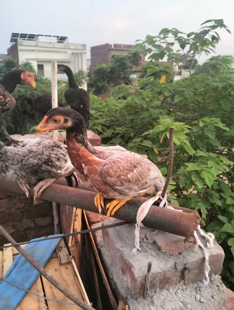 Healthy 7 Months Aseel Chickens For Sale murghy/ mughiyan — photo 5