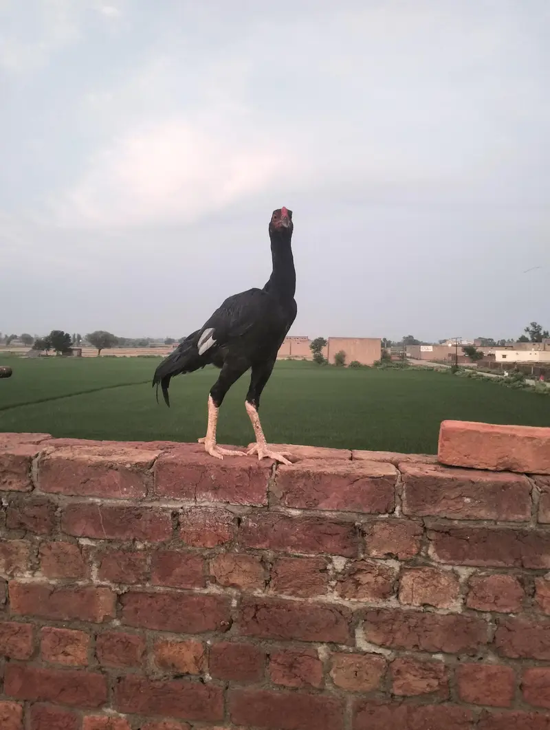 Healthy 7 Months Aseel Chickens For Sale murghy/ mughiyan — photo 6