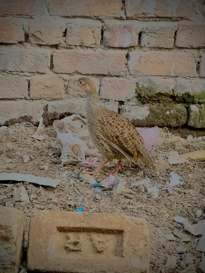 Dakni Male Patha