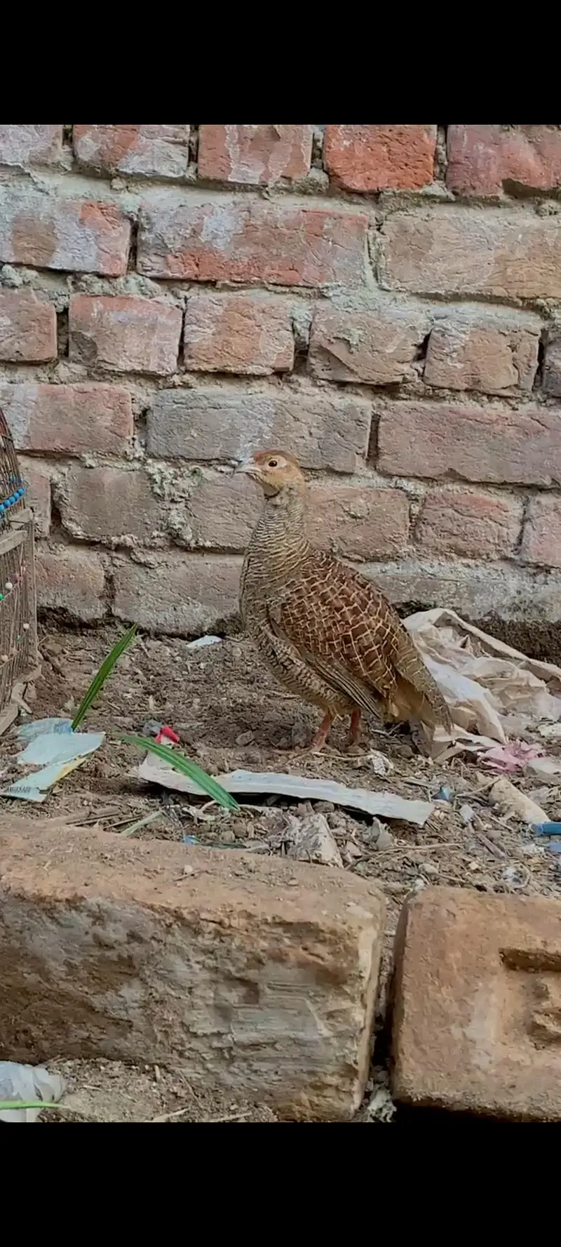 Dakni Male Patha — photo 3