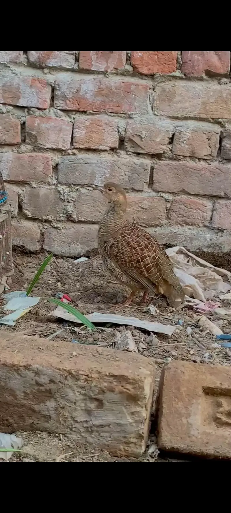 Dakni Male Patha — photo 4