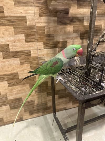 Alexander Parrot