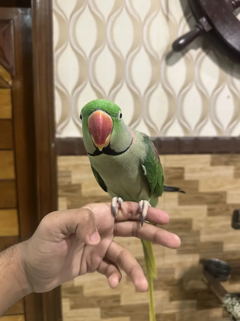 Alexander Parrot — photo 2