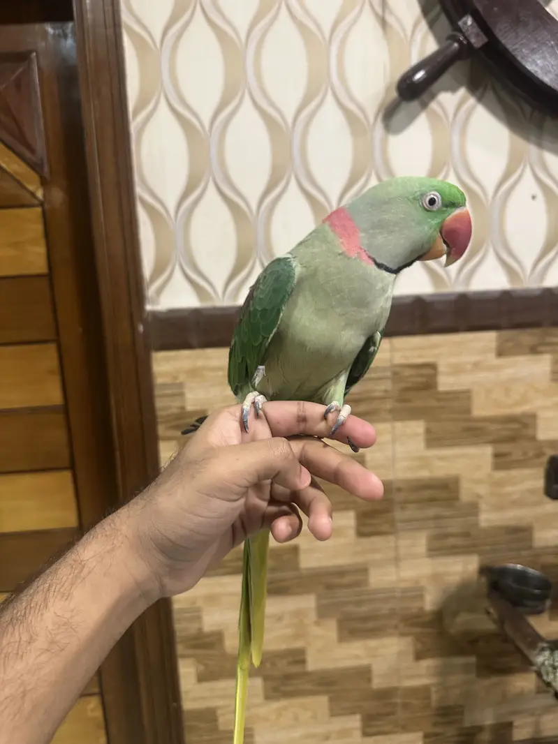 Alexander Parrot — photo 3
