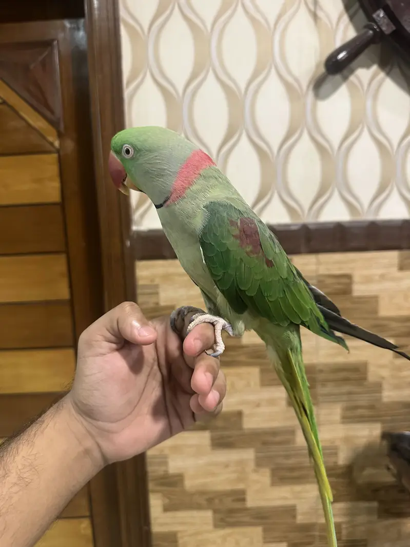 Alexander Parrot — photo 4