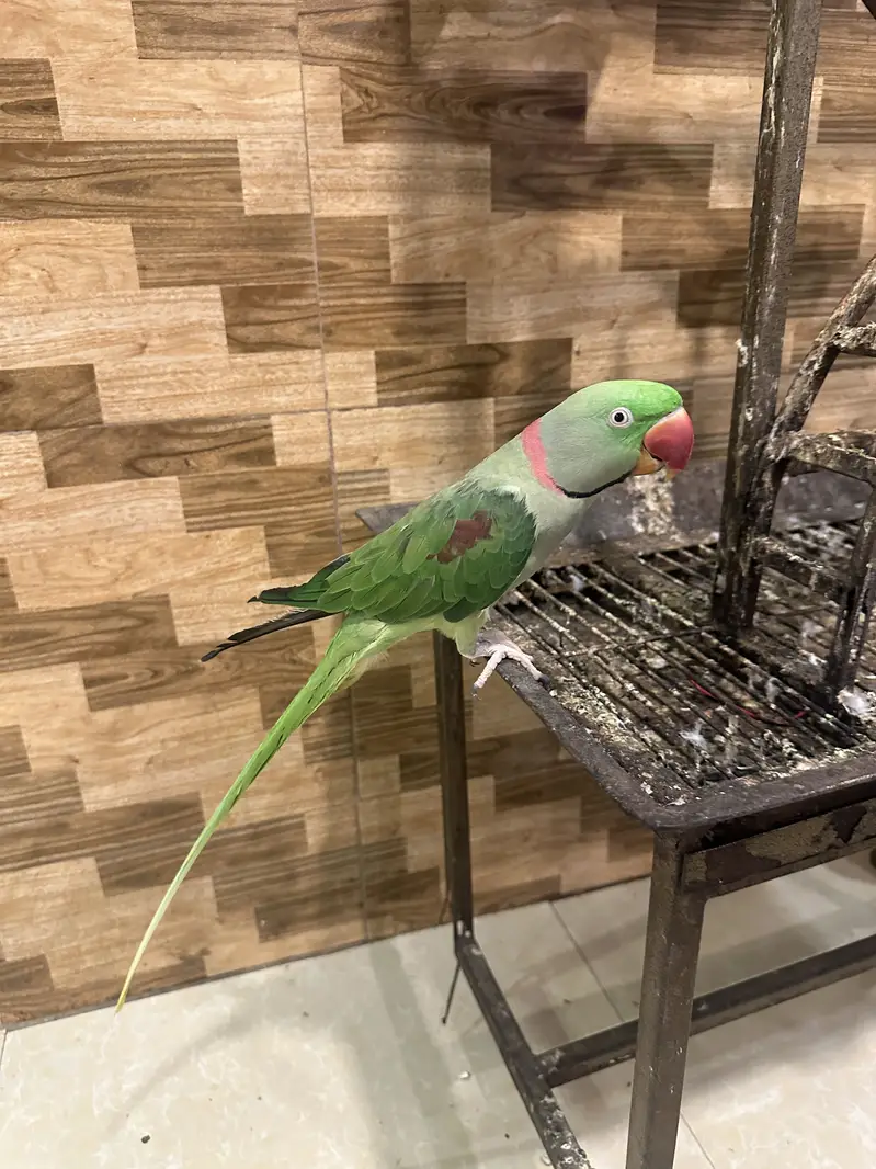 Alexander Parrot — photo 5