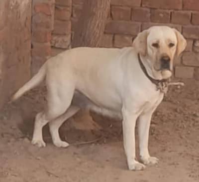 Top Labrador female both Shareef our samjdar female top quality