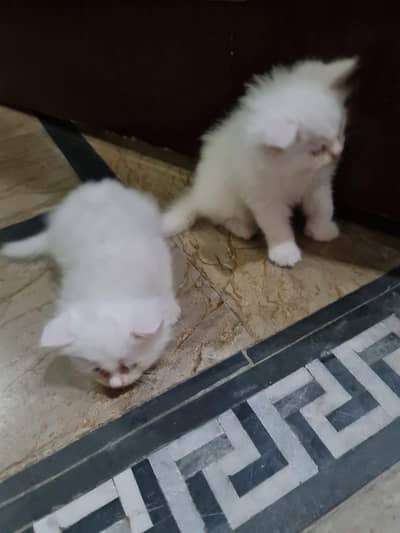 Persian cats&kittens available for sale