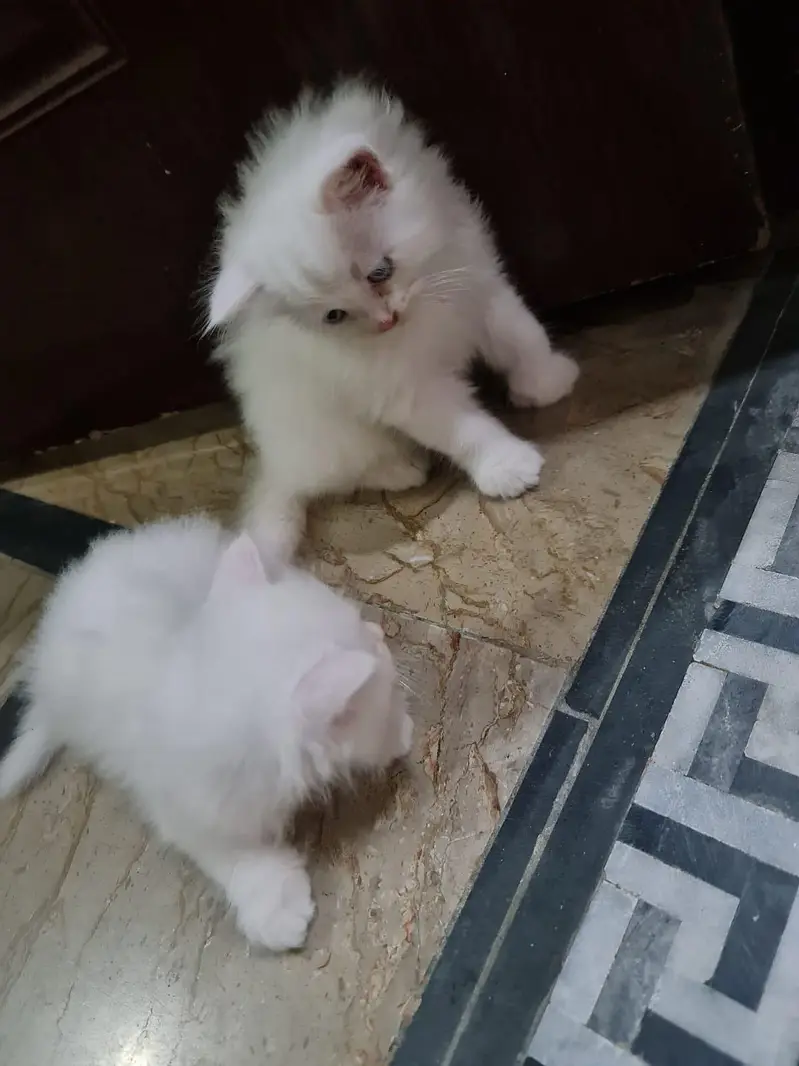 Persian cats&kittens available for sale — photo 2