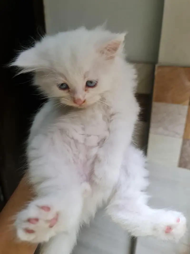 Persian cats&kittens available for sale — photo 3
