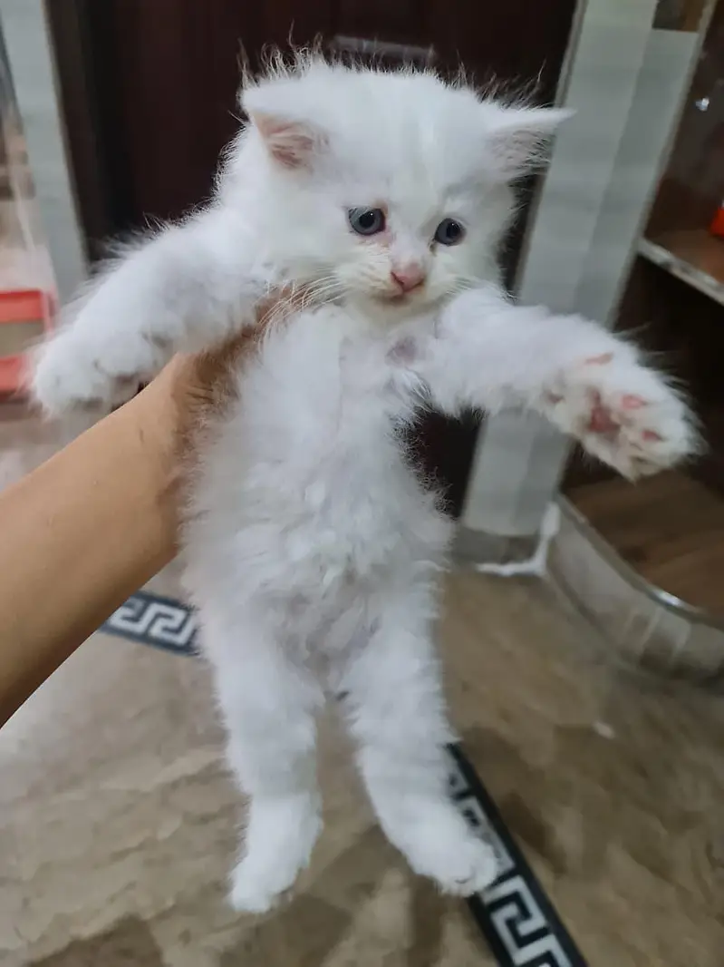 Persian cats&kittens available for sale — photo 4