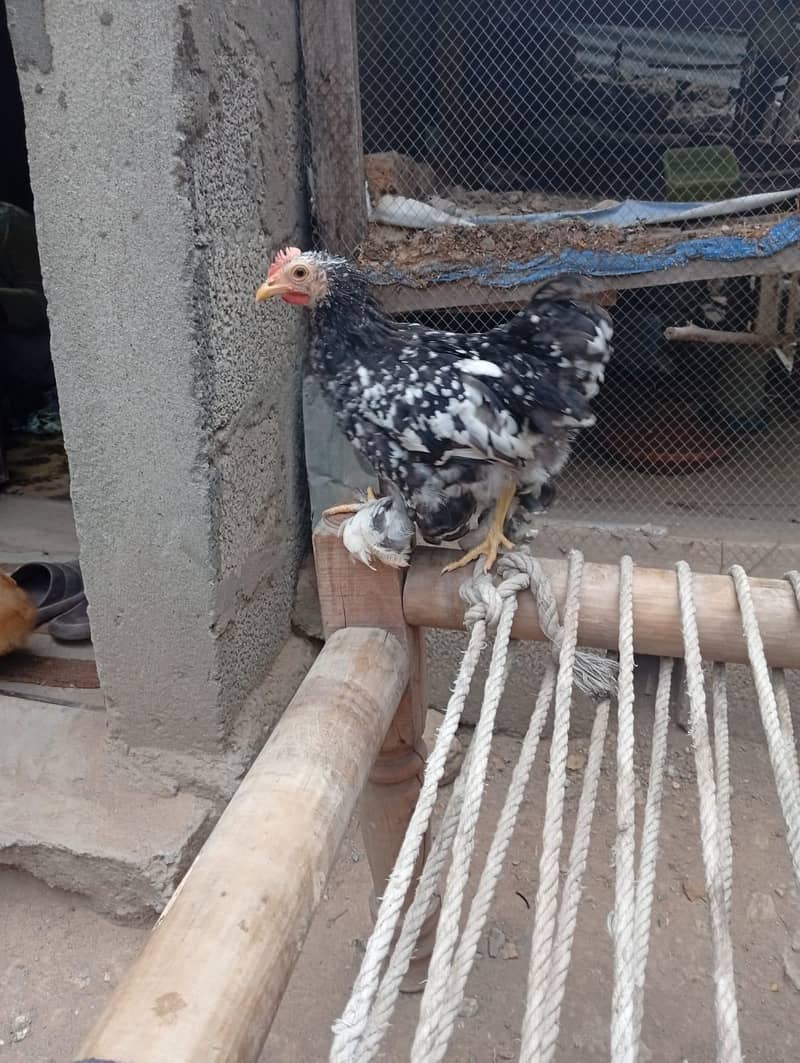 White bantam 7