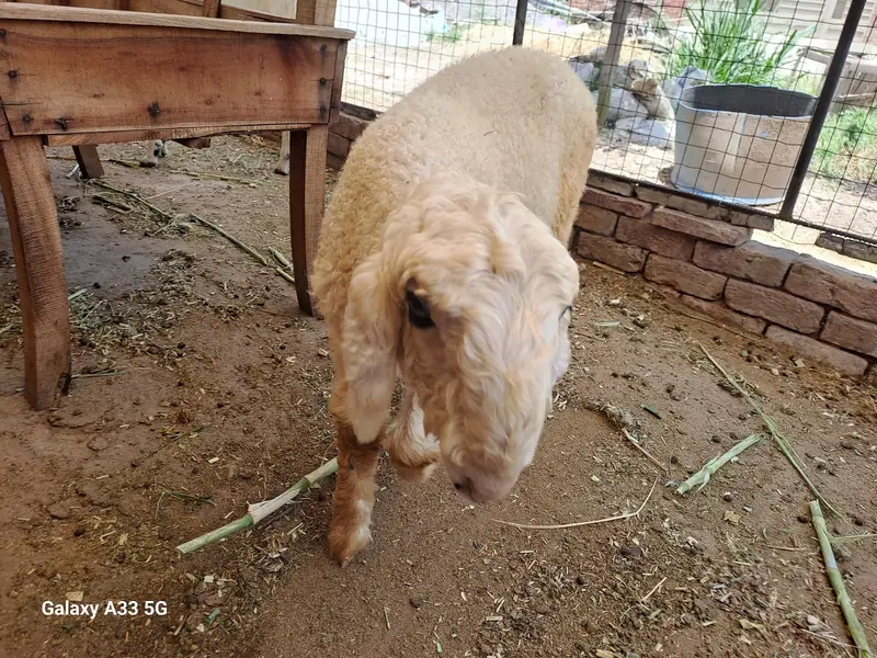 kajla sheep \ kajla \ kajli \ kajla chatra \ kajli female for sale — photo 2