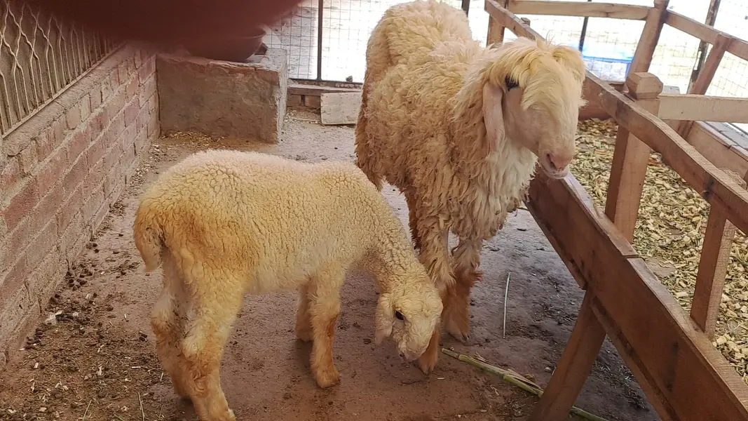 kajla sheep \ kajla \ kajli \ kajla chatra \ kajli female for sale — photo 3