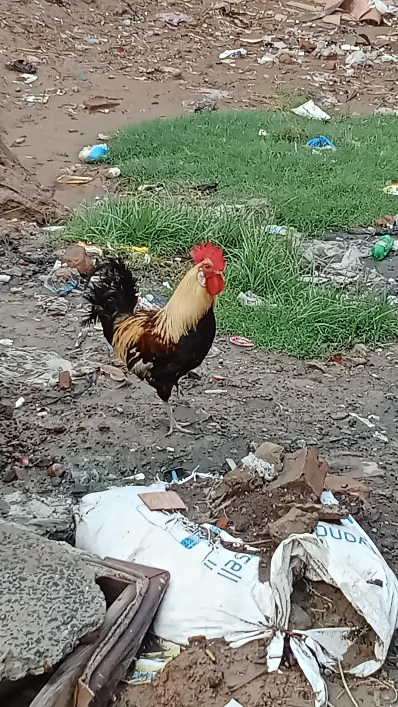 dono male ha — photo 6