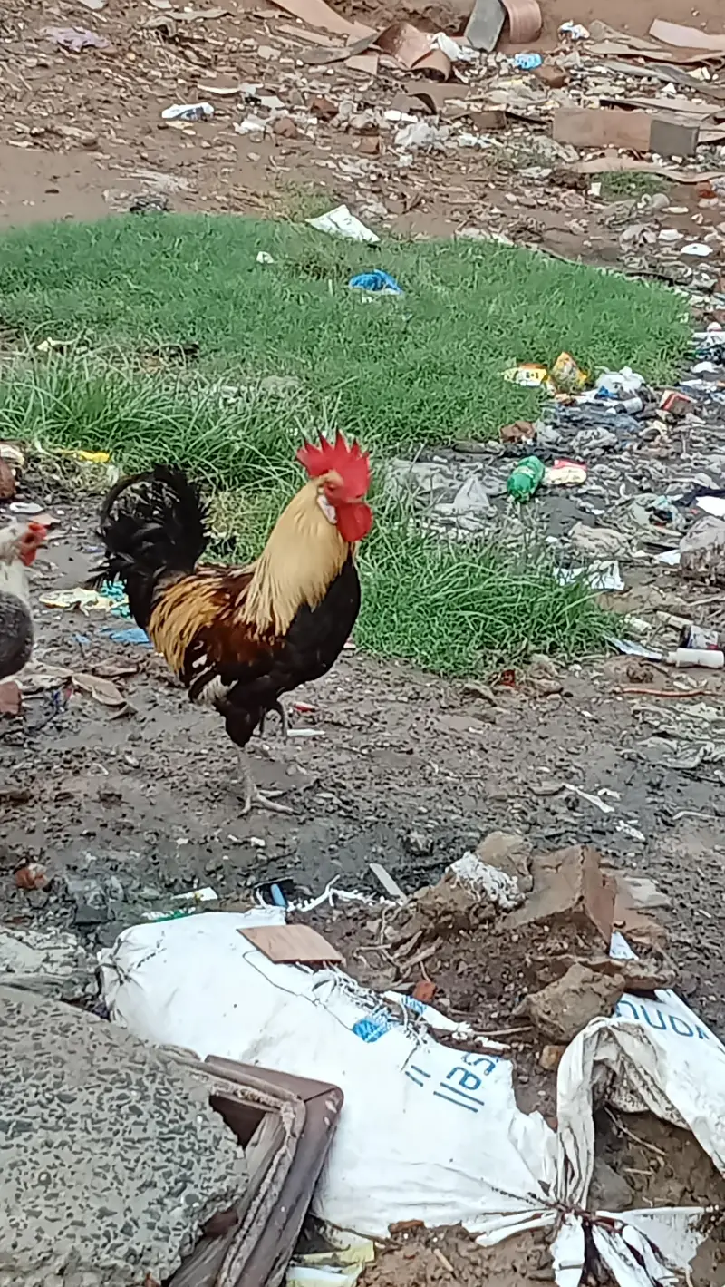 dono male ha — photo 7