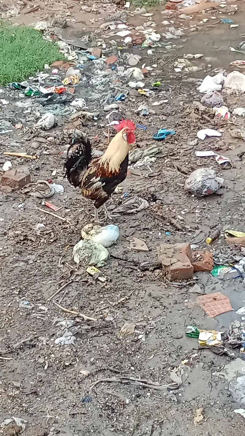 dono male ha — photo 8