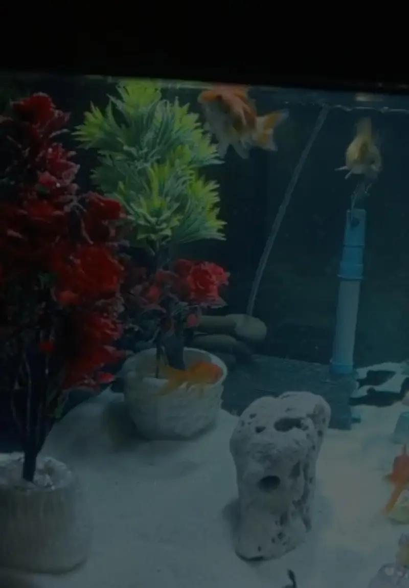 best aquarium — photo 6
