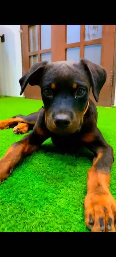 Rottweiler female 4 months age, fully vaccinated, active & healthy