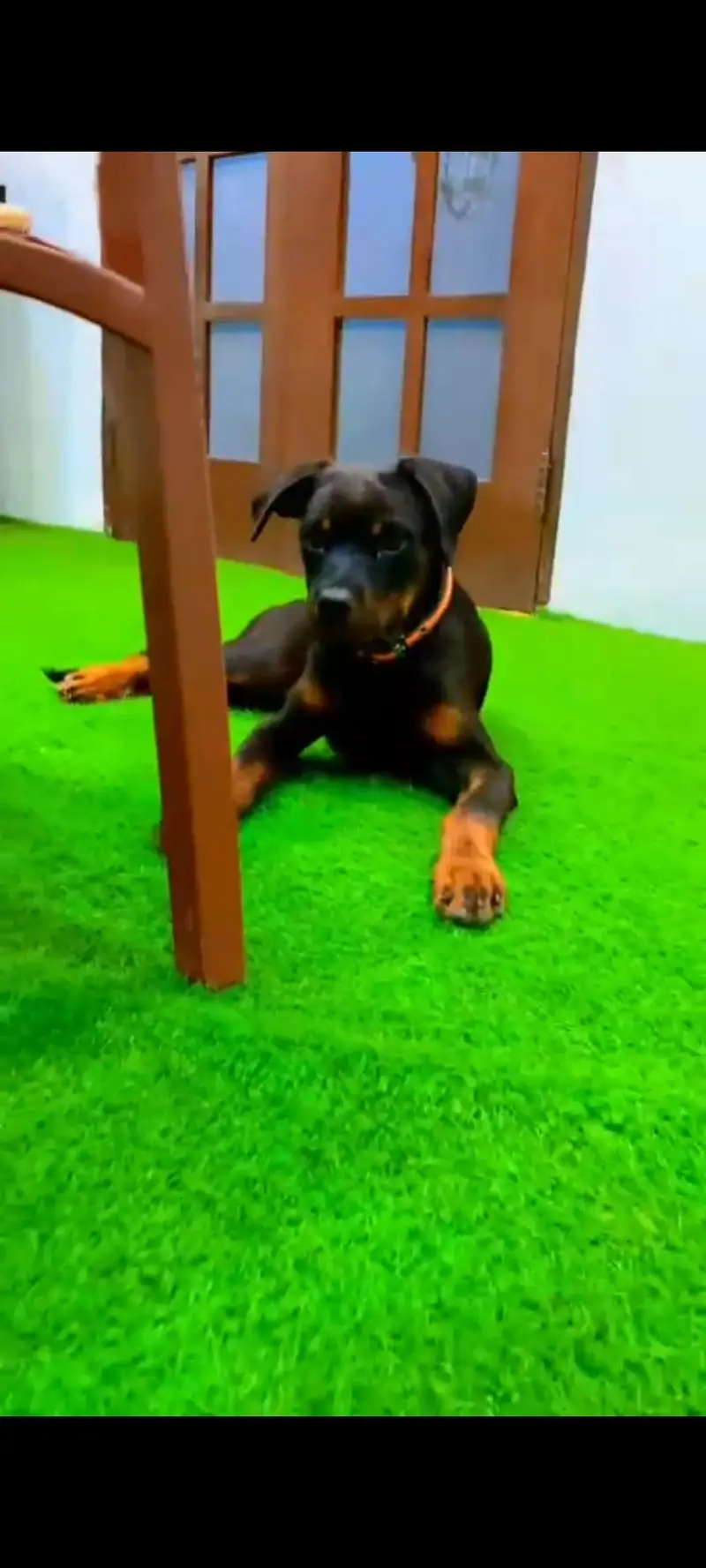 Rottweiler female 4 months age, fully vaccinated, active & healthy — photo 2