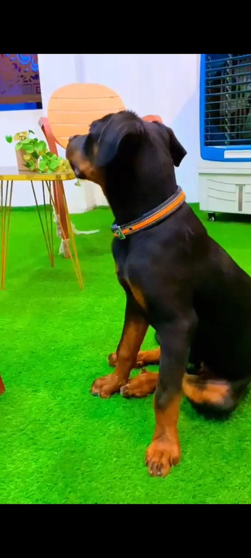 Rottweiler female 4 months age, fully vaccinated, active & healthy — photo 3