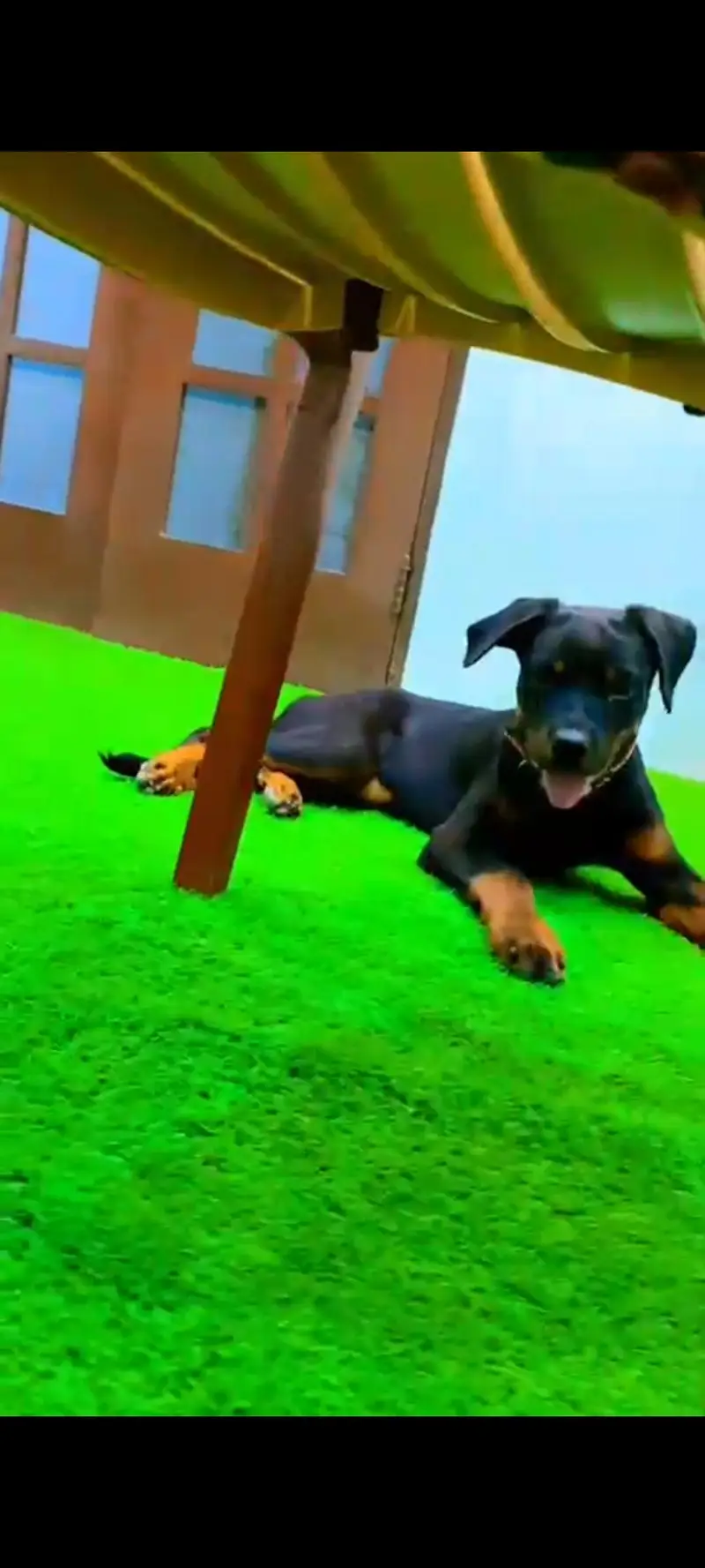 Rottweiler female 4 months age, fully vaccinated, active & healthy — photo 4
