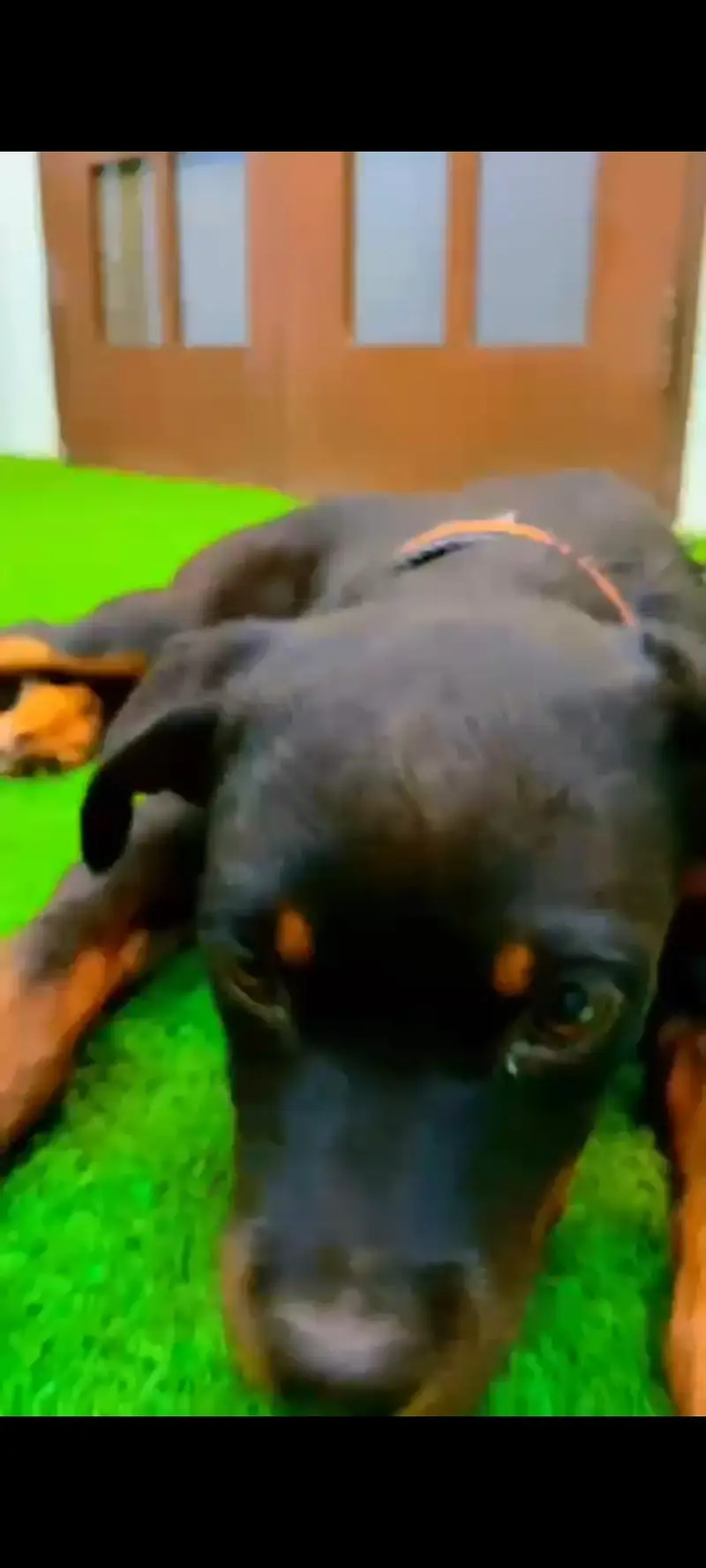 Rottweiler female 4 months age, fully vaccinated, active & healthy — photo 5
