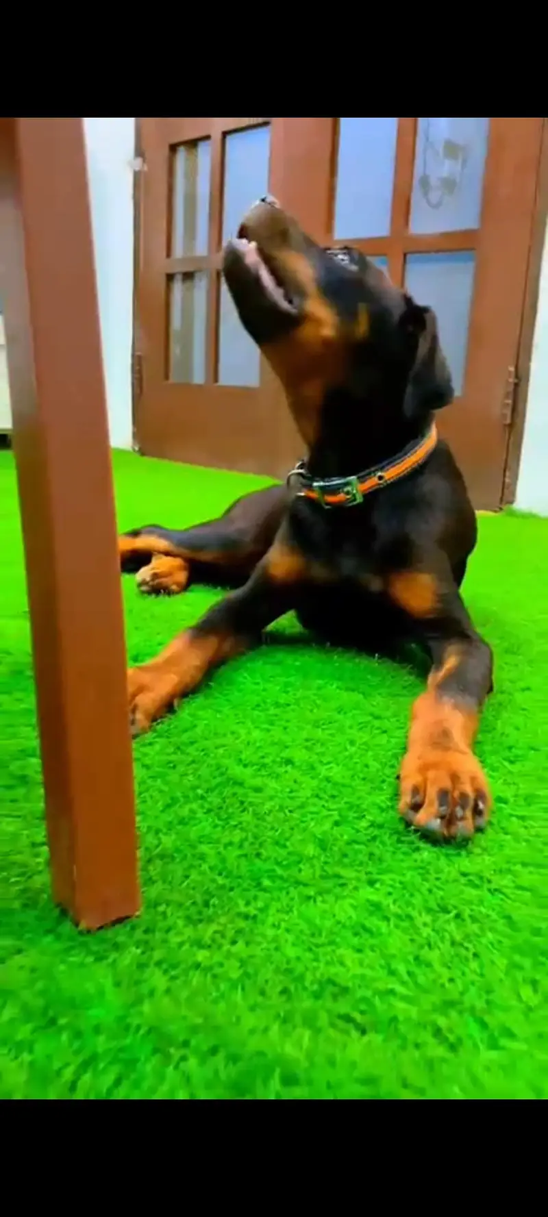 Rottweiler female 4 months age, fully vaccinated, active & healthy — photo 6