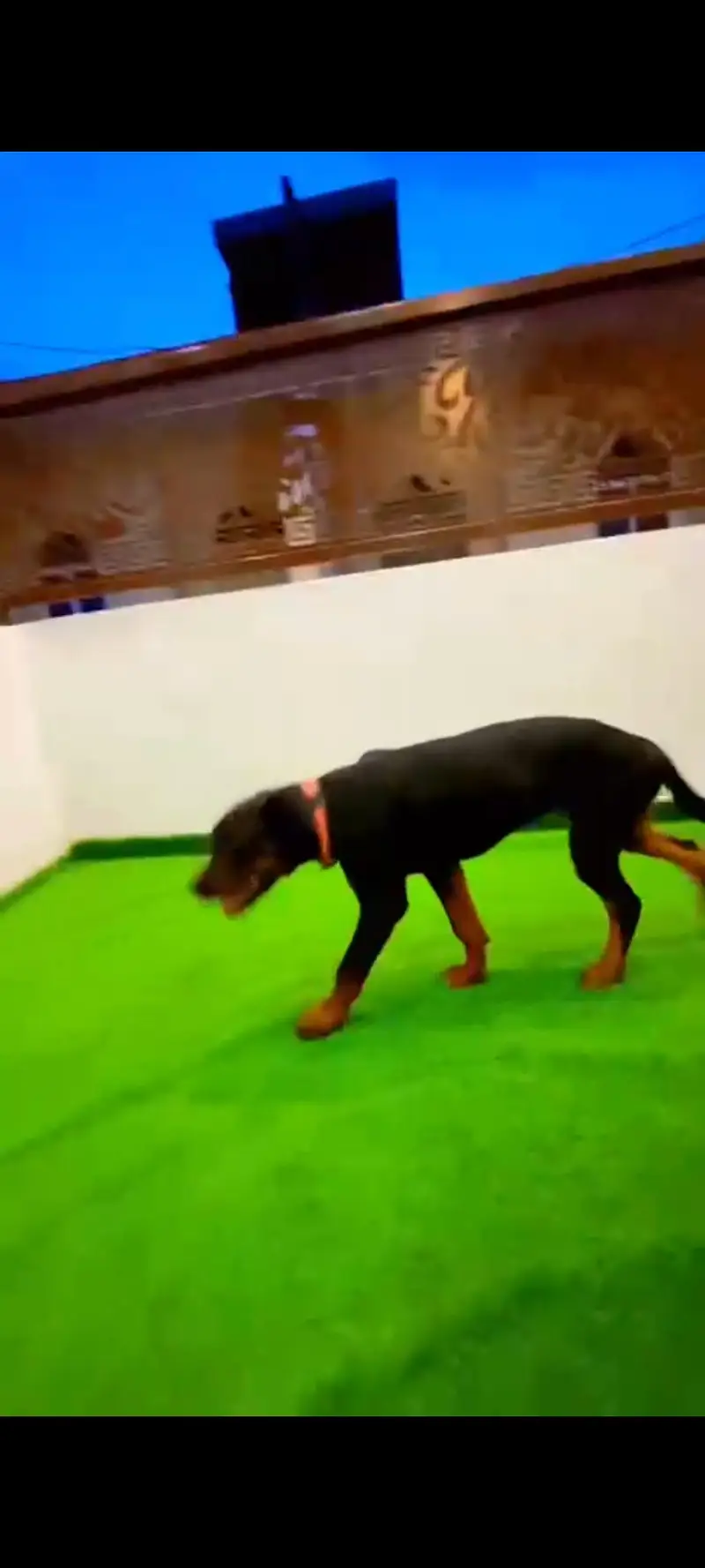 Rottweiler female 4 months age, fully vaccinated, active & healthy — photo 7