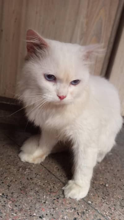 breeder pair with aseceries