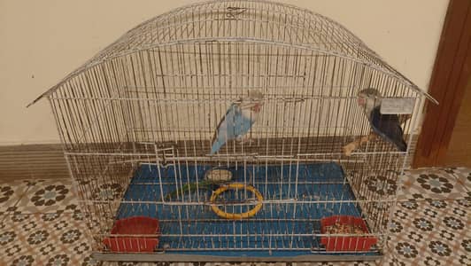 love bird pair along with cage for 6k