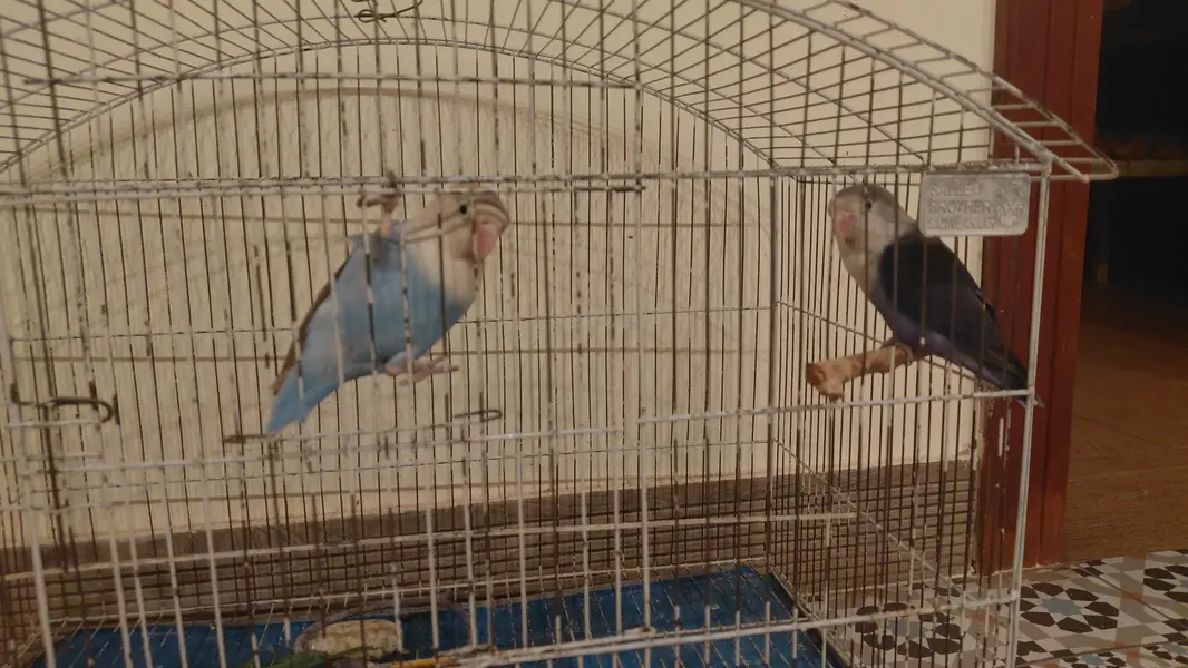 love bird pair along with cage for 6k — photo 2
