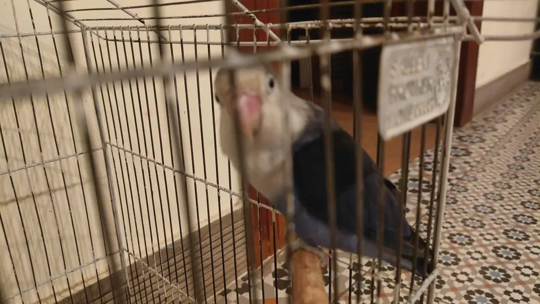 love bird pair along with cage for 6k — photo 3