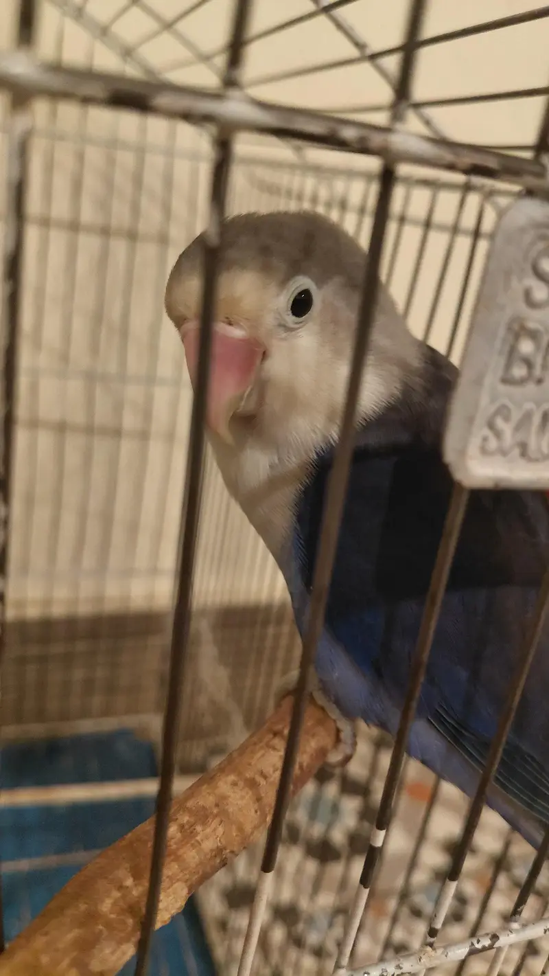 love bird pair along with cage for 6k — photo 4
