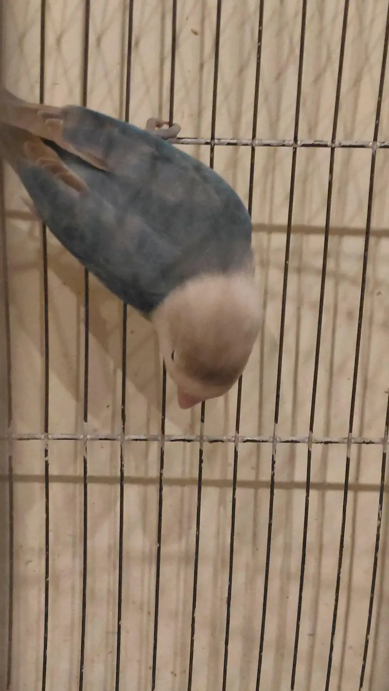 love bird pair along with cage for 6k — photo 5