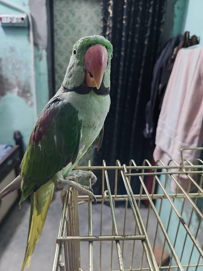 کشمیری 0