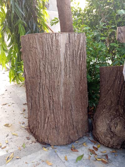 wooden logs 2.5/1.5 feet