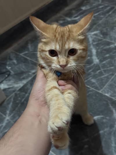 orange cat