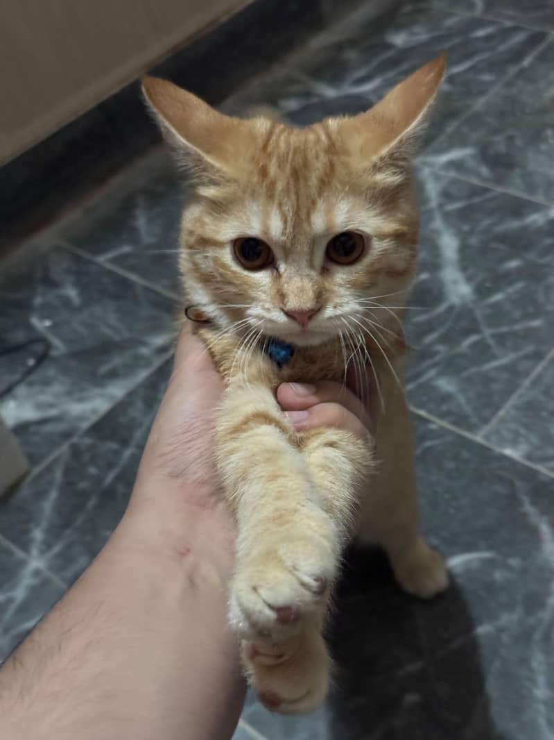 orange cat 0