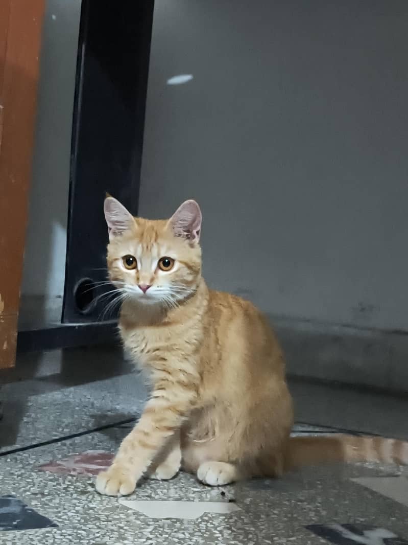 orange cat 1