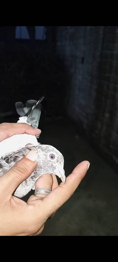 for sale pigeons baby