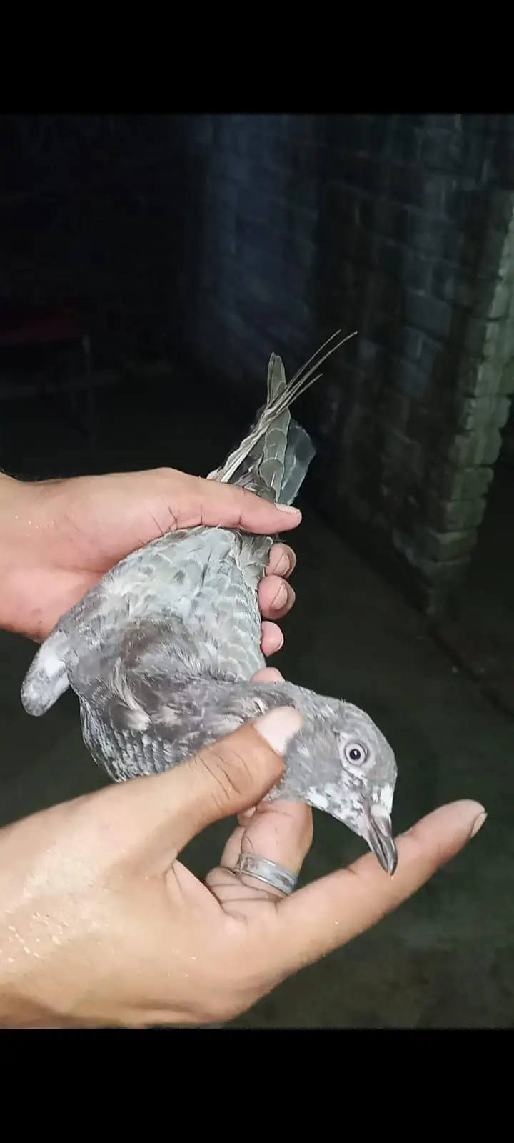 for sale pigeons baby — photo 3
