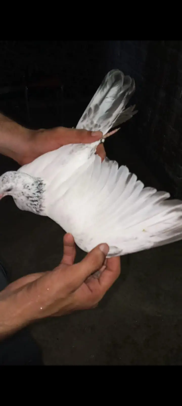 for sale pigeons baby — photo 4