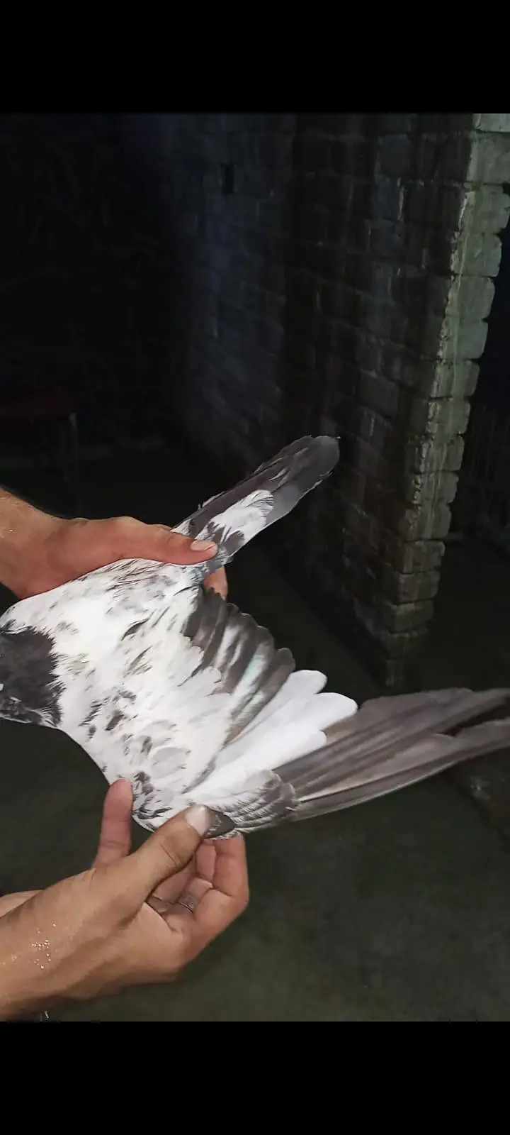 for sale pigeons baby — photo 6
