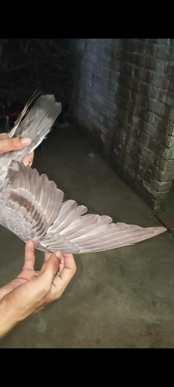 for sale pigeons baby — photo 7